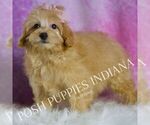 Small Photo #44 Maltipoo (Miniature) Puppy For Sale in WARSAW, IN, USA