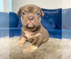 French Bulldog Puppy for sale in ORLANDO, FL, USA