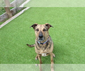 Riley - Female Mutt Dog for Adoption - Photo #2