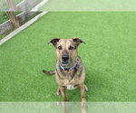 Small #1 Mutt