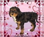 Small #2 Bernedoodle