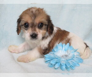 Cavachon Puppy for sale in SHILOH, OH, USA