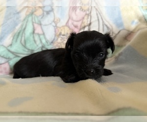 Yorkshire Terrier Puppy for sale in WILLISTON, SC, USA