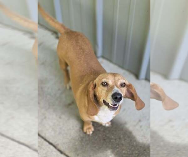 Medium Photo #3 Beagle-Unknown Mix Puppy For Sale in Woodsfield, OH, USA