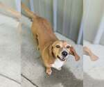 Small #2 Beagle Mix