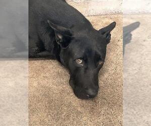 Mutt Dogs for adoption in San Bernardino, CA, USA