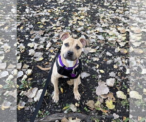 Mutt Dogs for adoption in Crete, IL, USA
