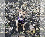 Poppyseed - Female Mutt Dog for Adoption - Small photo