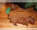 Small #7 Cavapoo (Miniature)