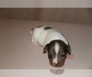 Teddy Roosevelt Terrier Puppy for sale in ANNA, IL, USA