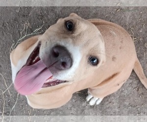 Beth - Female American Pit Bull Terrier-Unknown Mix Dog for Adoption - Photo #11