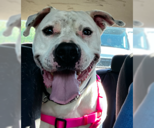 Bulloxer Dogs for adoption in Decatur, GA, USA