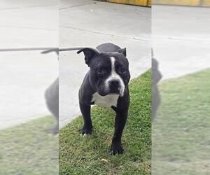 Mutt Dogs for adoption in Downey, CA, USA