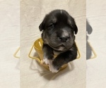 Puppy 5 Labrador Retriever-Siberian Husky Mix