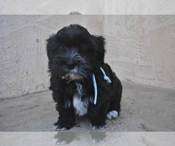 Medium Photo #3 Havanese Puppy For Sale in ZANESVILLE, OH, USA
