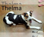 Small Australian Shepherd Mix