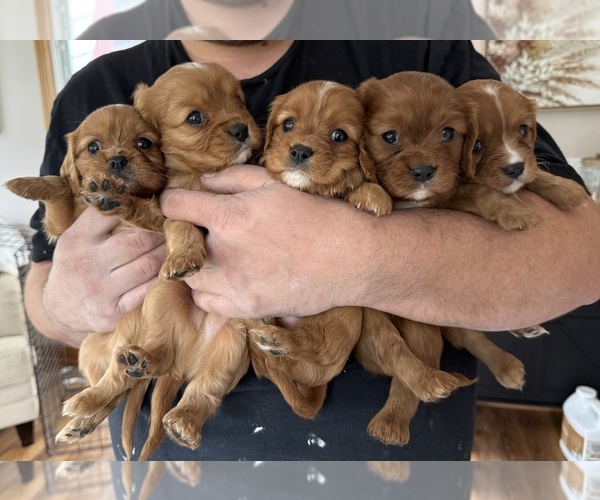 Medium Photo #1 Cavalier King Charles Spaniel Puppy For Sale in ALLIANCE, OH, USA