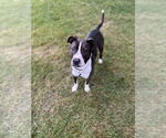 Small #3 American Staffordshire Terrier Mix