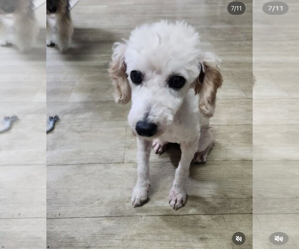 Medium Photo #2 Cock-A-Poo-Unknown Mix Puppy For Sale in Agoura Hills, CA, USA