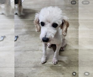 Ddang-Kong - Male Cock-A-Poo-Unknown Mix Dog for Adoption - Photo #2
