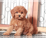 Small #1 Cavapoo
