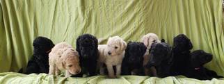 Goldendoodle Puppy for sale in MIDLAND, TX, USA
