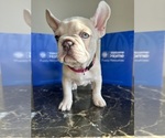 Small #5 French Bulldog