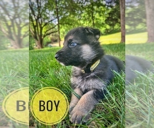 Medium German Shepherd Dog