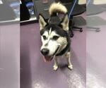 Small Alusky