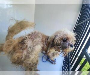 Shih Tzu-Unknown Mix Dogs for adoption in Houston, TX, USA