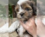 Small #7 Schweenie