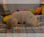 Small Photo #74 Great Dane Puppy For Sale in SPRAGGS, PA, USA