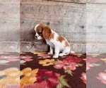 Small #18 Cavalier King Charles Spaniel