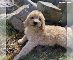 Small Photo #1 Double Doodle Puppy For Sale in KALISPELL, MT, USA