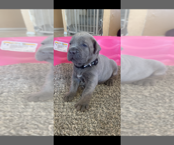 Medium Photo #8 Cane Corso Puppy For Sale in ALBUQUERQUE, NM, USA