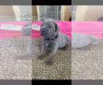 Small Photo #8 Cane Corso Puppy For Sale in ALBUQUERQUE, NM, USA