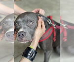 Small #10 Boxer Mix