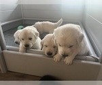 Small #4 English Cream Golden Retriever