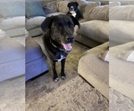 Small #4 Mutt