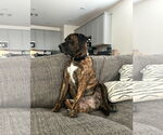 Small #4 Mastiff