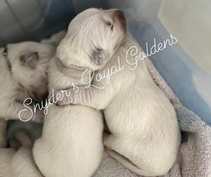English Cream Golden Retriever Puppy for sale in SAINT AUGUSTINE, FL, USA