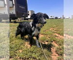 Small Australian Shepherd Mix