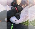 Small Photo #11 Cane Corso Puppy For Sale in LIVERMORE, CA, USA