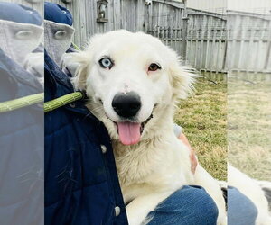 Australian Shepherd-Unknown Mix Dogs for adoption in Aurora, IN, USA