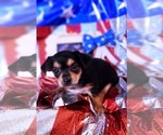 Small #4 Yorkshire Terrier