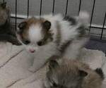 Puppy Tevi Pomeranian