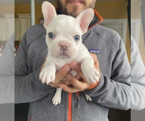 French Bulldog Puppy for Sale in GRETNA, Louisiana USA