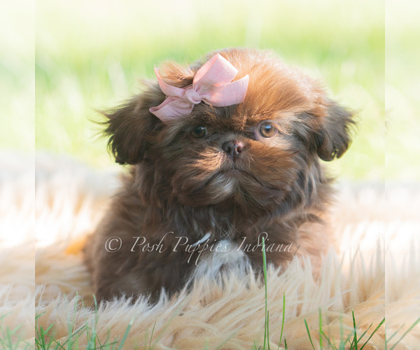 Medium Photo #53 Shih Tzu Puppy For Sale in WARSAW, IN, USA