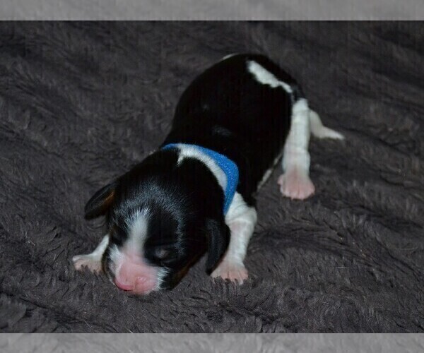 Medium Photo #4 English Springer Spaniel Puppy For Sale in LITCHFIELD, MN, USA