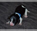 Small Photo #4 English Springer Spaniel Puppy For Sale in LITCHFIELD, MN, USA